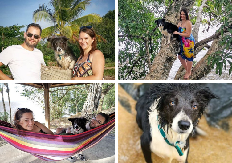 Organize suas férias na Guiana com um cachorro