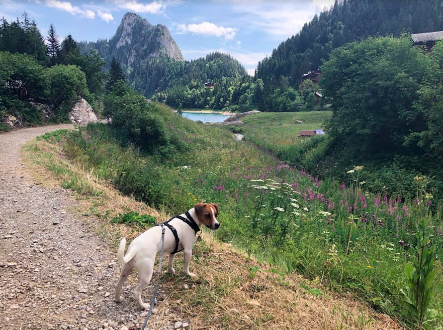 vacances en suisse avec son chien