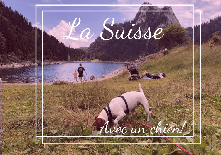 Las 5 mejores actividades para hacer en Suiza con tu perro