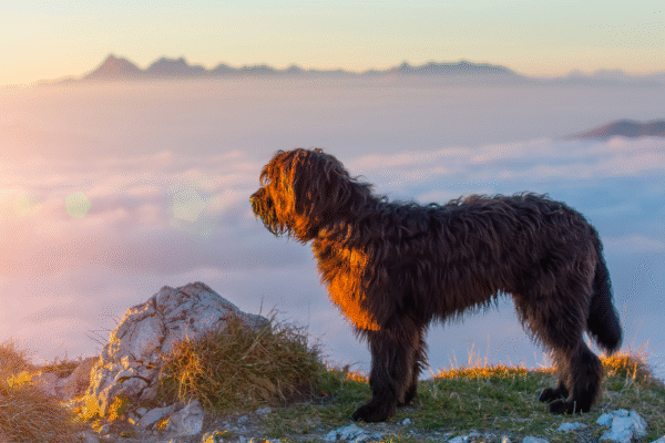Randonner avec son chien, ça ne s’improvise pas !