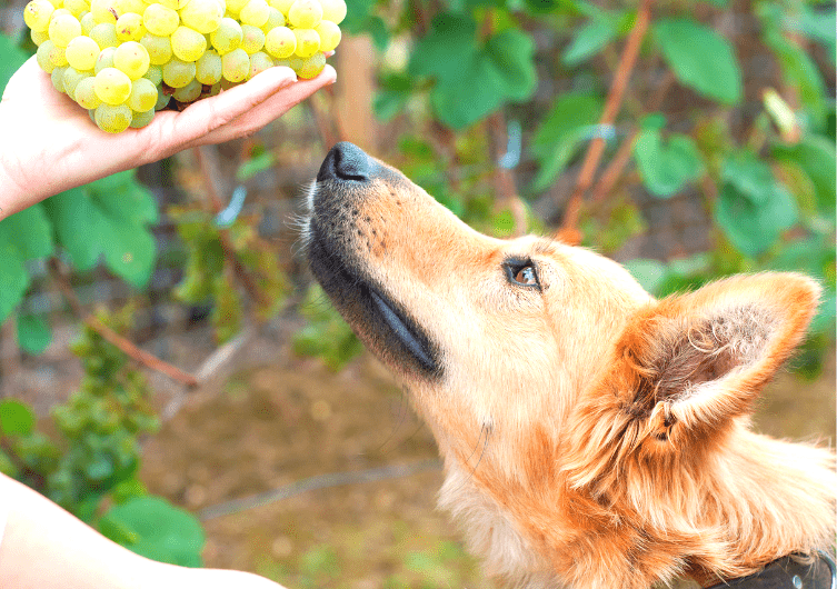 Vigne, vendange : les dangers pour le chien