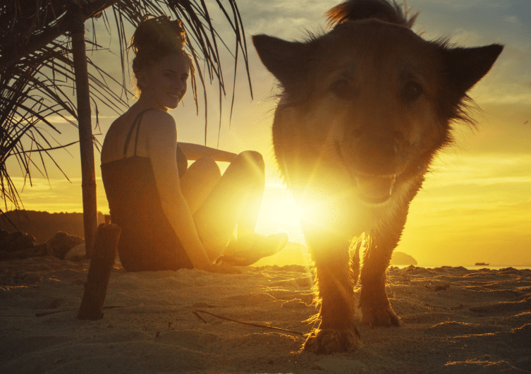 Met je hond naar het strand: enkele voorzorgsmaatregelen