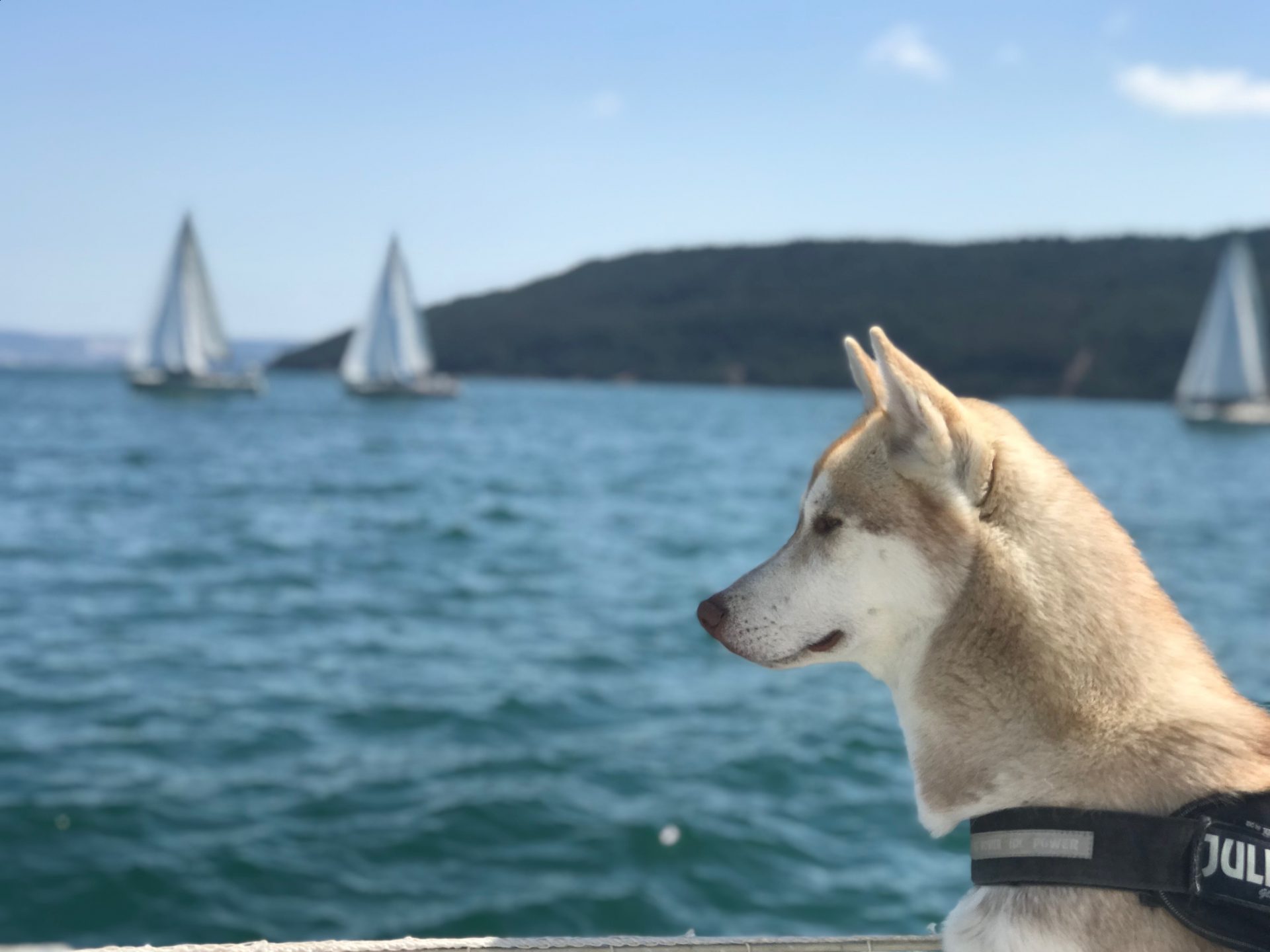 tour du monde en voilier avec un chien
