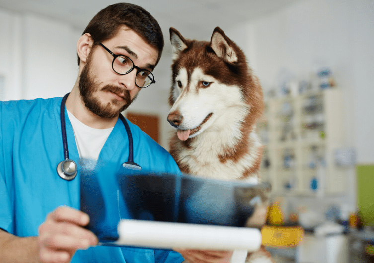 La parvovirose : une menace mortelle pour votre chien