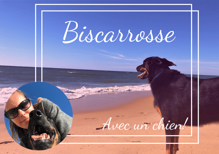 Partager de belles vacances à Biscarrosse avec son chien