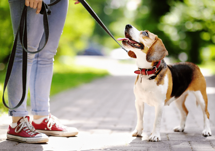 ¿Por qué debes llevar a tu perro con correa?