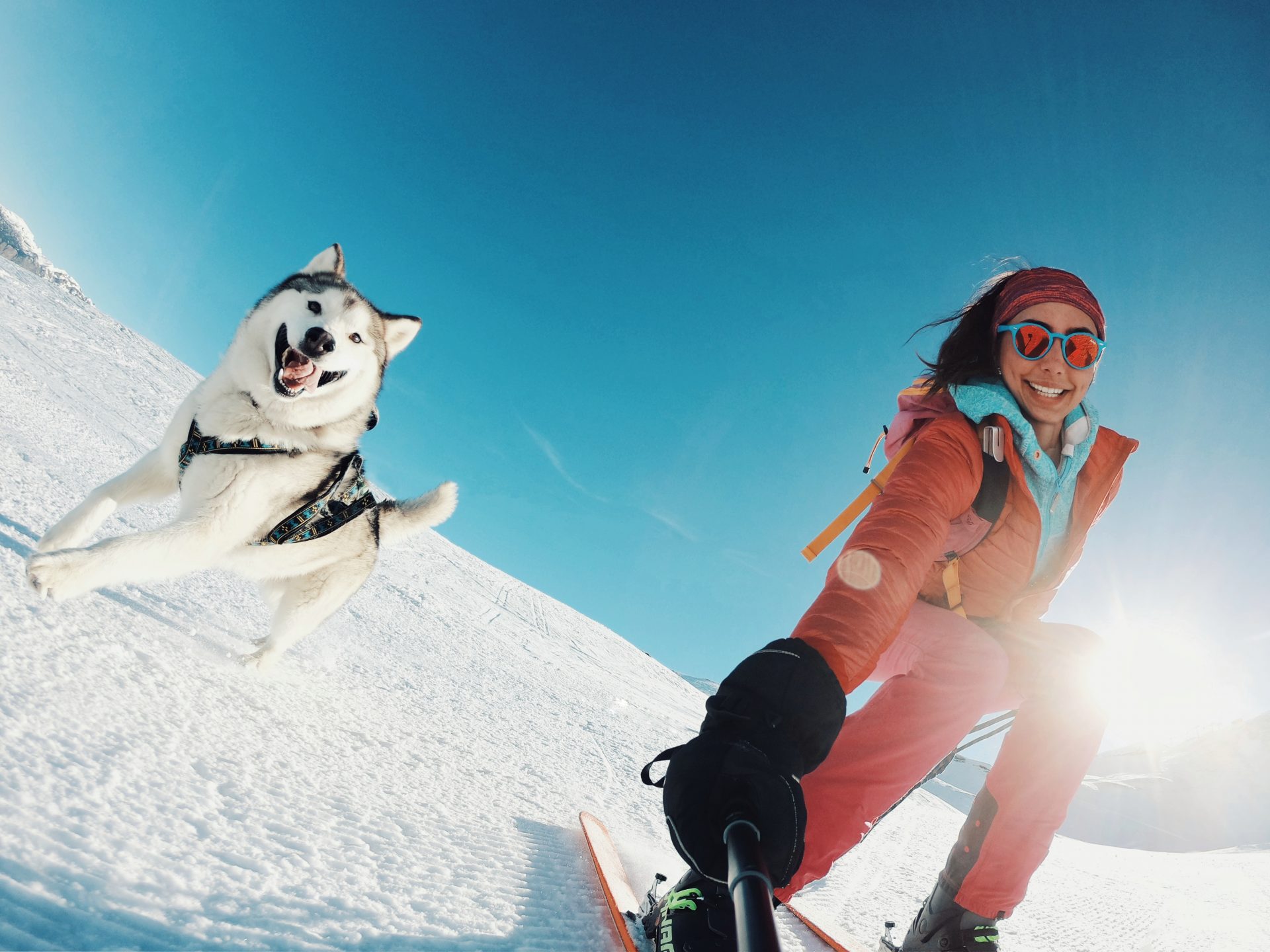 Esquiar com seu cachorro