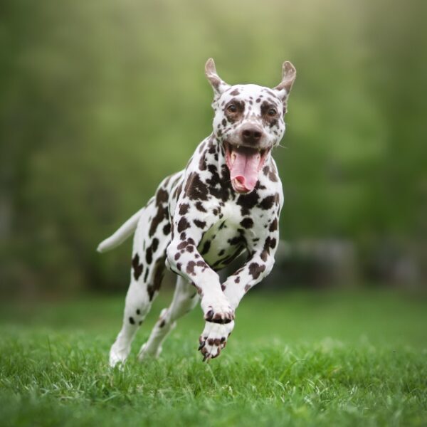 Chien du Camping les Casteillets à Argelès-sur-Mer dans les Pyrénées Orientales