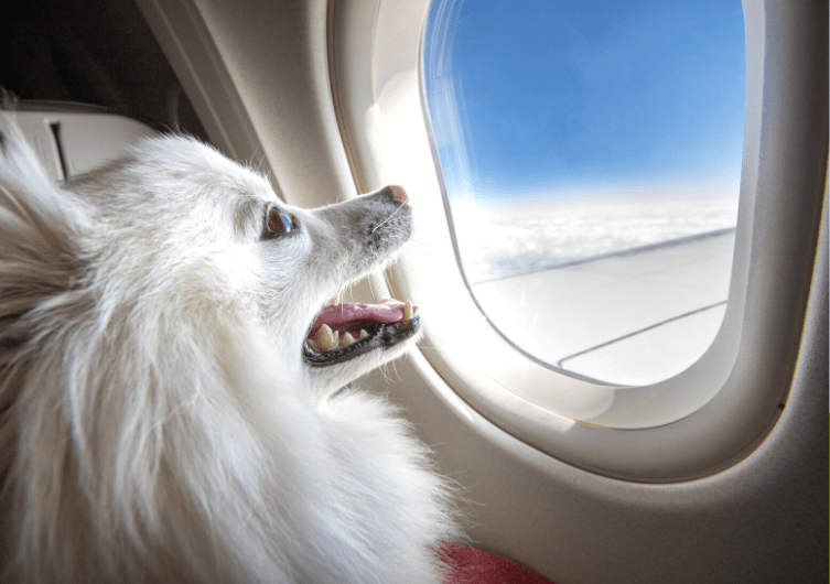 Chien en avion : 7 leçons apprises lors de nos voyages