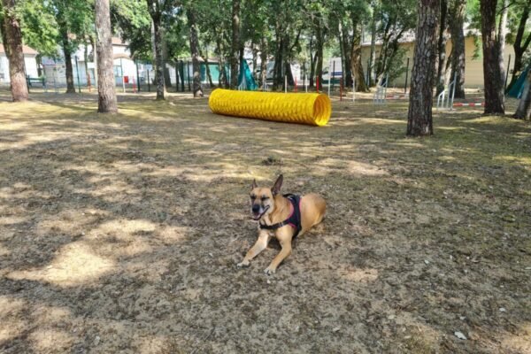 Village à Thème – Expérience “Avec son Chien”