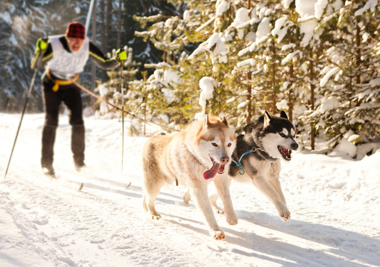 Faire du ski joering avec son chien