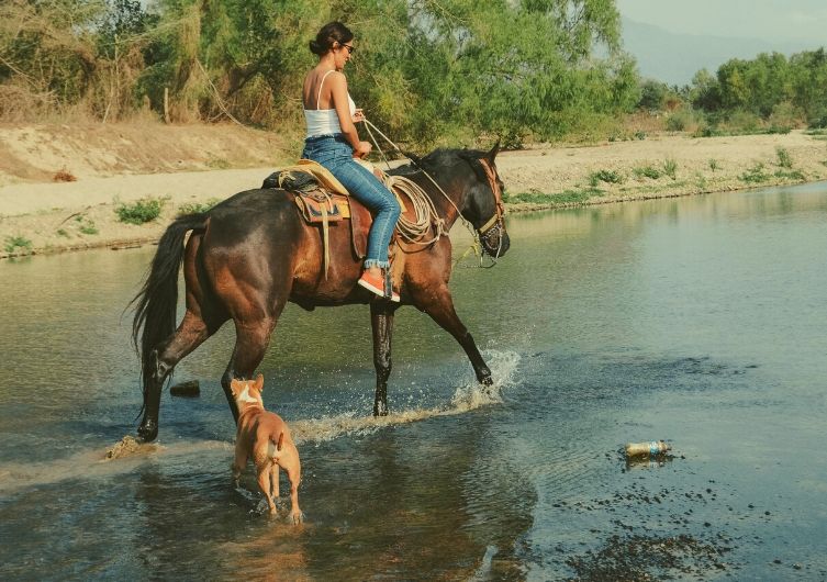 Partir en balade à cheval avec son chien