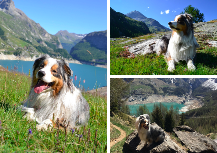 Tignes en verano - vacaciones con su perro en la montaña - vacaciones en los Alpes con su perro - emmenetonchien.com