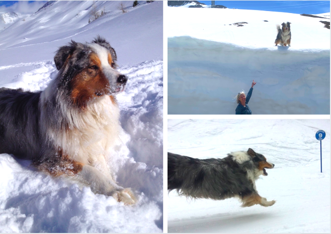 vacances dans les Alpes avec son chien en hiver