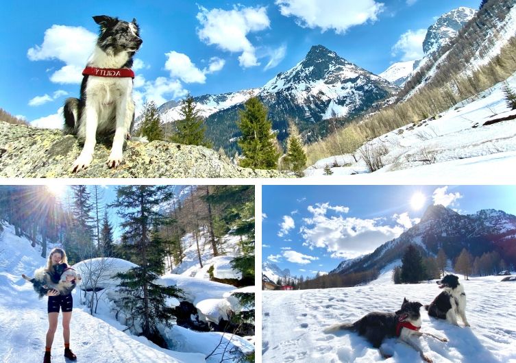 viagem com seu cachorro entre Jura e Haute Savoie