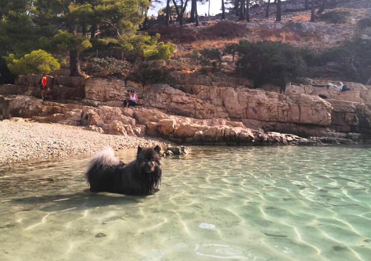 férias em Cassis com seu cachorro