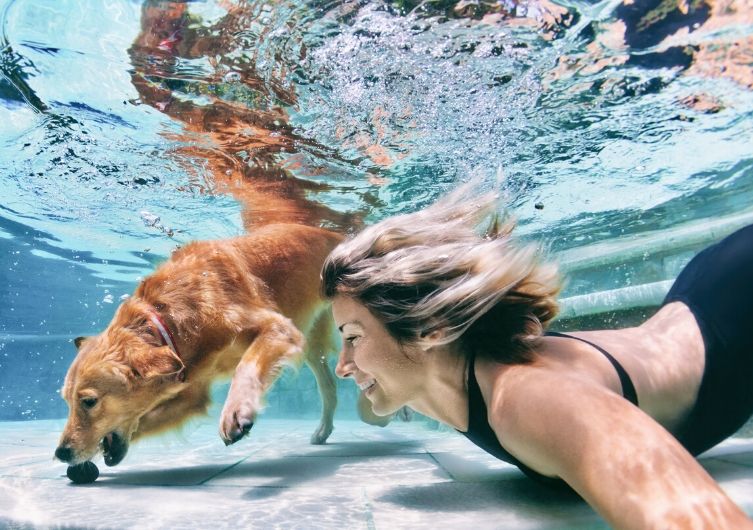Bring deinem Hund das Schwimmen bei