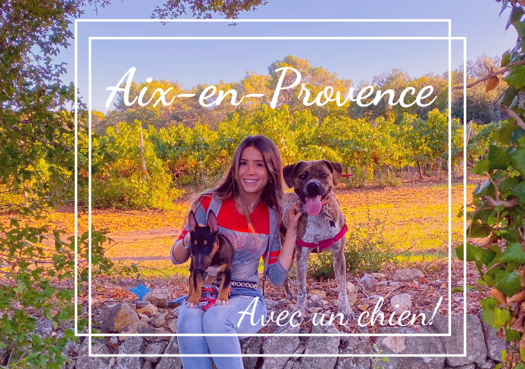 Que faire à Aix-en-Provence avec son chien ? Les immanquables