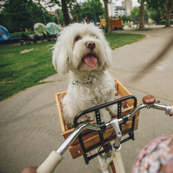 Comparatif paniers et remorques vélo pour chien 🚵‍♀ 🐕