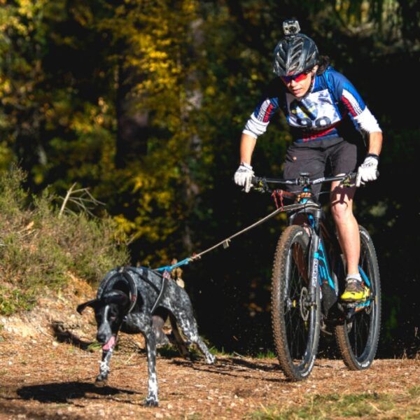 faire du vélo avec son chien, comment faire du vélo avec son chien, quel matériel utiliser pour faire du vélo avec son chien