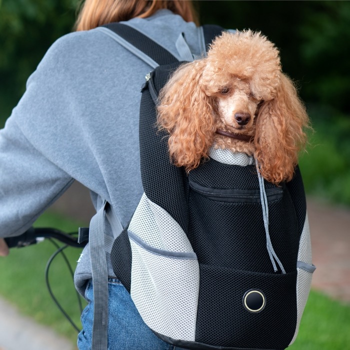 Comparatif : le top des sacs à dos pour chien pour le porter