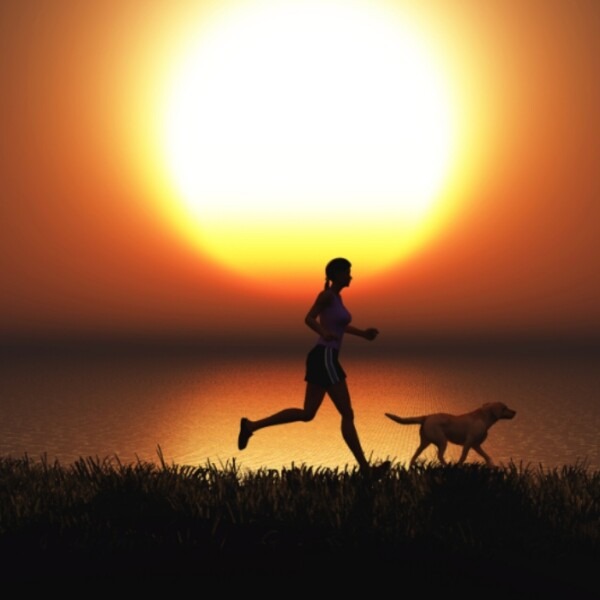 harnais de traction chien comparatif