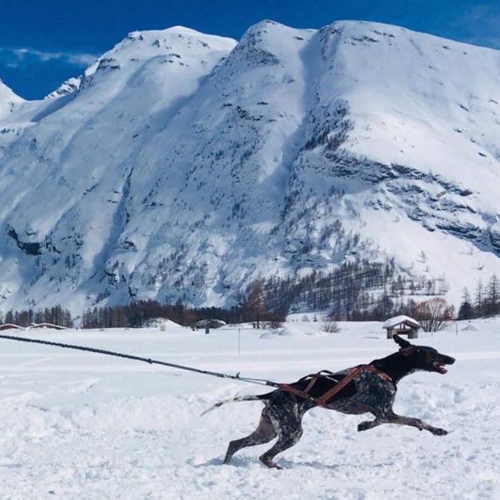 Baudrier de canicross/ski-joering Manmat