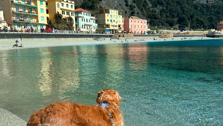 chien sur la plage de Monterosso village des Cinque Terre