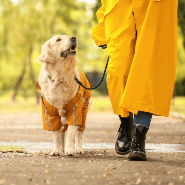 Couvrez bien votre chien avec un imperméable pour chien pendant vos balades pluvieuses cet automne