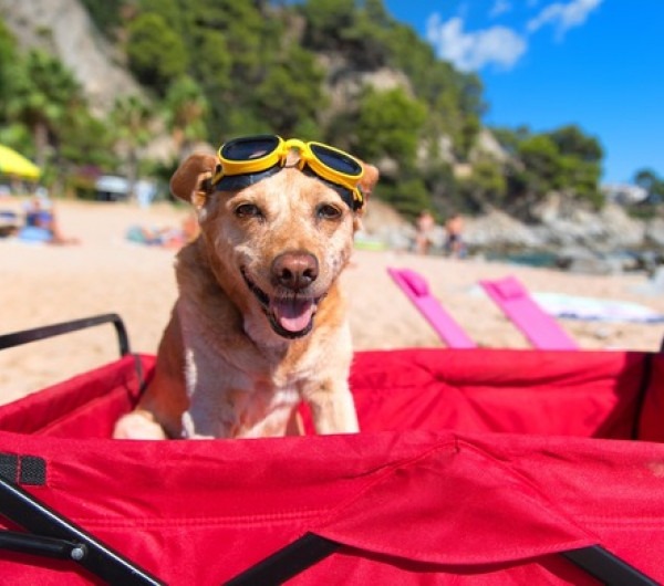 Acampamento les preveils in vendée animais aceitos - EmmèneTonChien.com