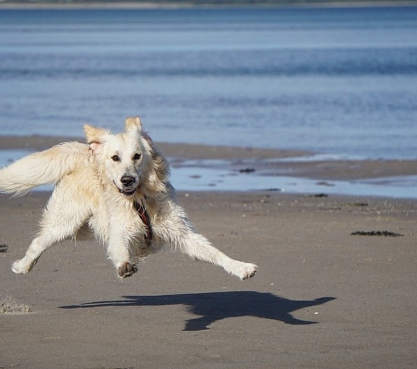 Utah Beach camping - hond welkom