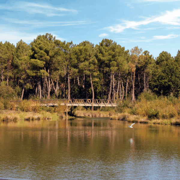 Center Parcs - domaine du Bois aux Daims en Touraine - chiens bienvenus