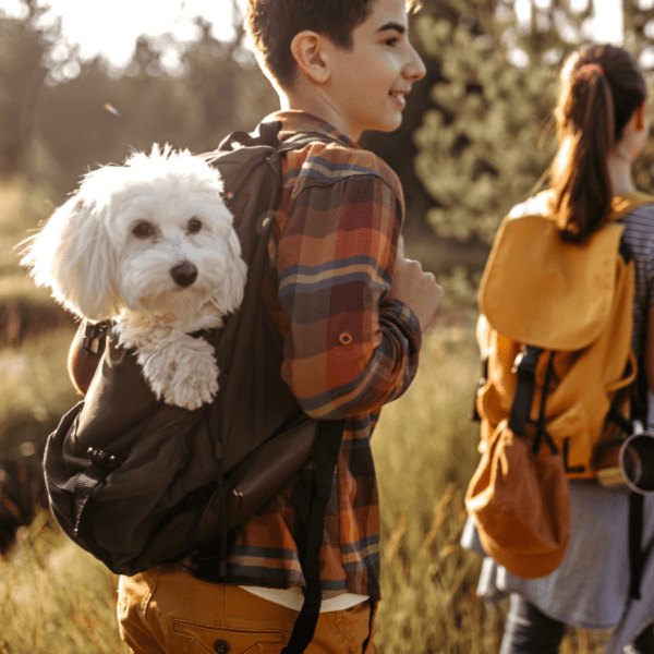 pratique de transporter votre chien lorsqu'il est fatigué ou pendant les visites culturelles et touristiques