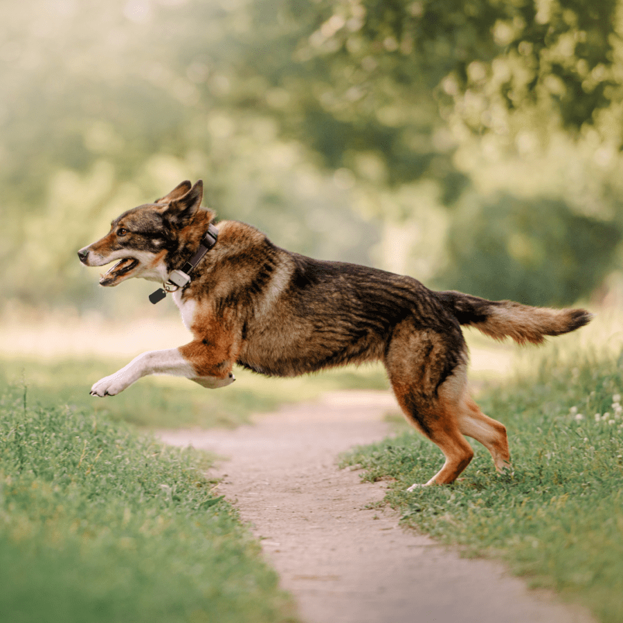 Dog running and having fun with a GPS collar