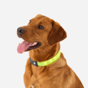 chien avec collier lumineux Decathlon