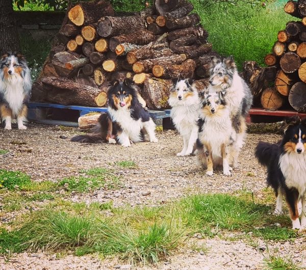 Domaine de La Calprade en el Lot mascotas permitidas - EmmèneTonChien.com