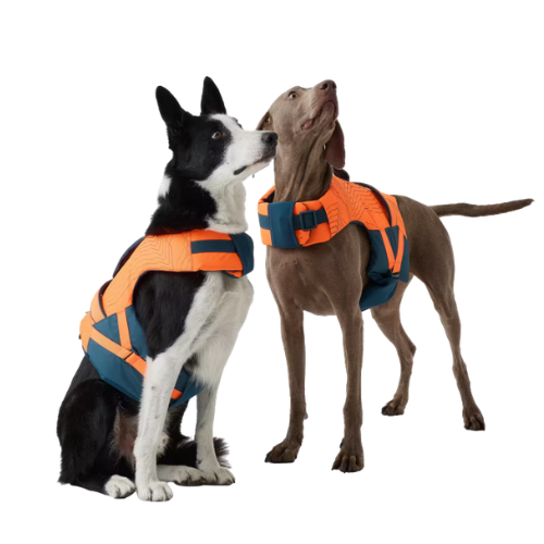 deux chiens testent le gilet de flottaison Decathlon