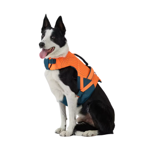 chien portant le gilet de sauvetage Decathlon