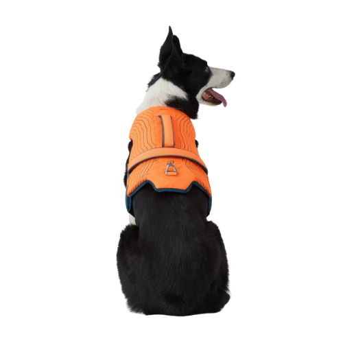 chien de dos pour voir que le gilet orange de flottaison Decathlon a des poignées et un anneau pour fixer la laisse