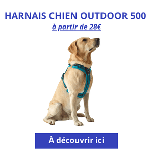 chien sportif qui porte le harnais Outdoor 500 de chez Decathlon