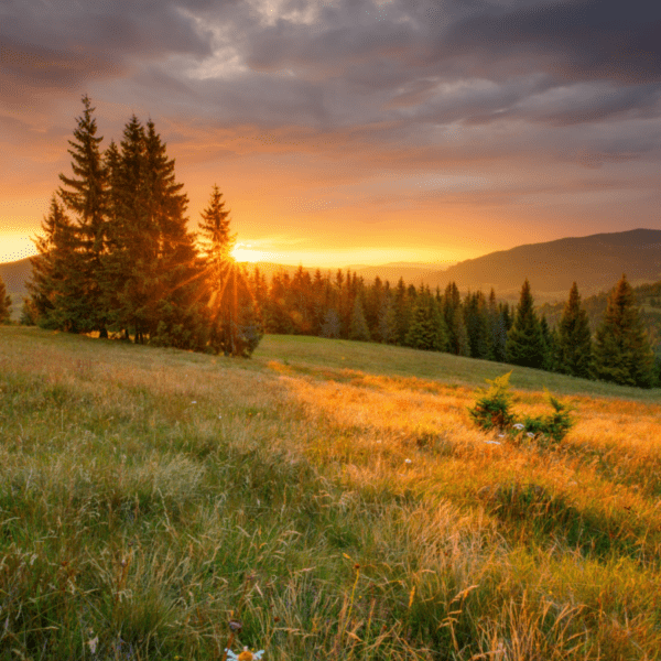 le soleil se couche derrière la colline avec des sapins où promener son chien pendant l'automne