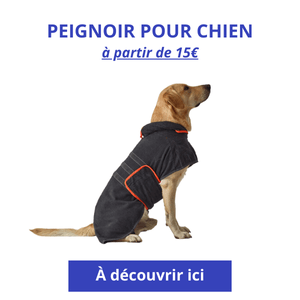 chien sportif qui porte le peignoir Decathlon parfait après les baignades ou balades sous la pluie