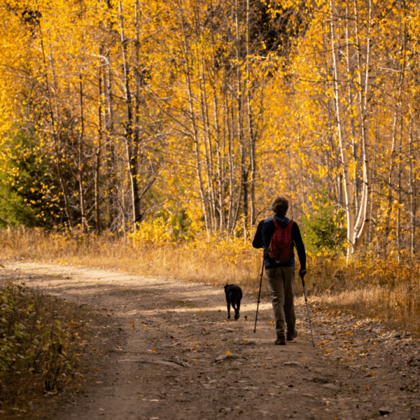 balade au milieu des arbres aux couleurs d'automne avec un chien