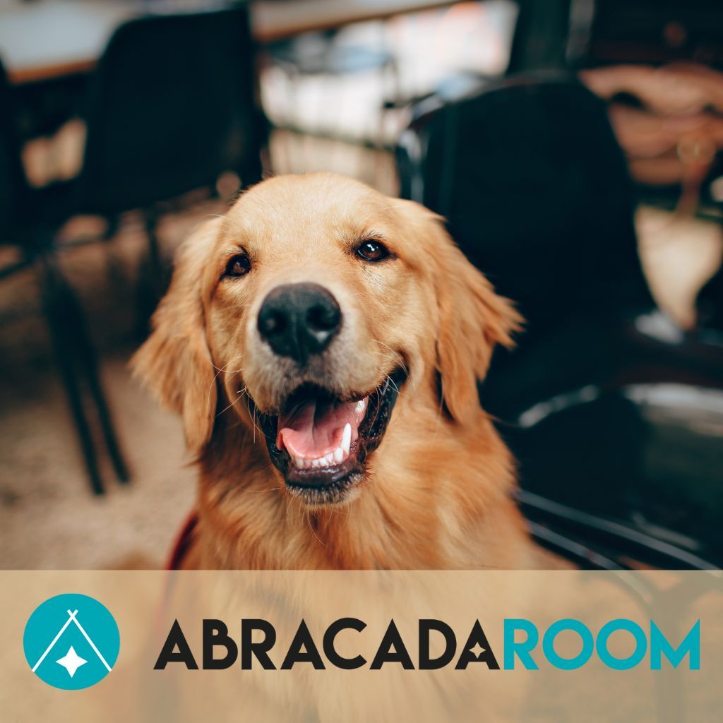 abracadaroom - sejour insolite avec un chien