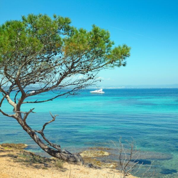 plages autorisées aux chiens dans les Alpes Maritimes, Côte d'azur avec un chien, Nice, Menton, Cap d'Ail avec un chien, Alpes Maritimes, Côte d'Azur