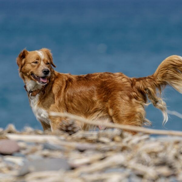 plages autorisées aux chiens dans les Alpes Maritimes, Côte d'azur avec un chien, Nice, Menton, Cap d'Ail avec un chien, Alpes Maritimes, Côte d'Azur