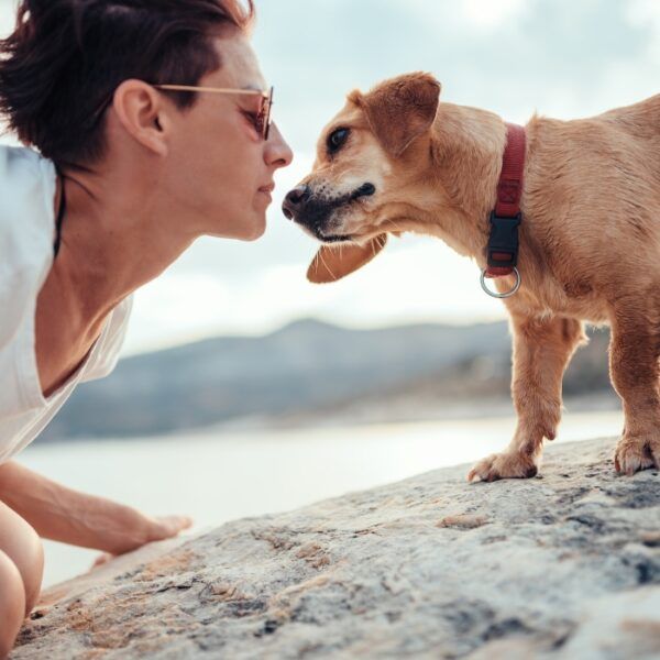 plages autorisées aux chiens dans les Alpes Maritimes, Côte d'azur avec un chien, Nice, Menton, Cap d'Ail avec un chien, Alpes Maritimes, Côte d'Azur