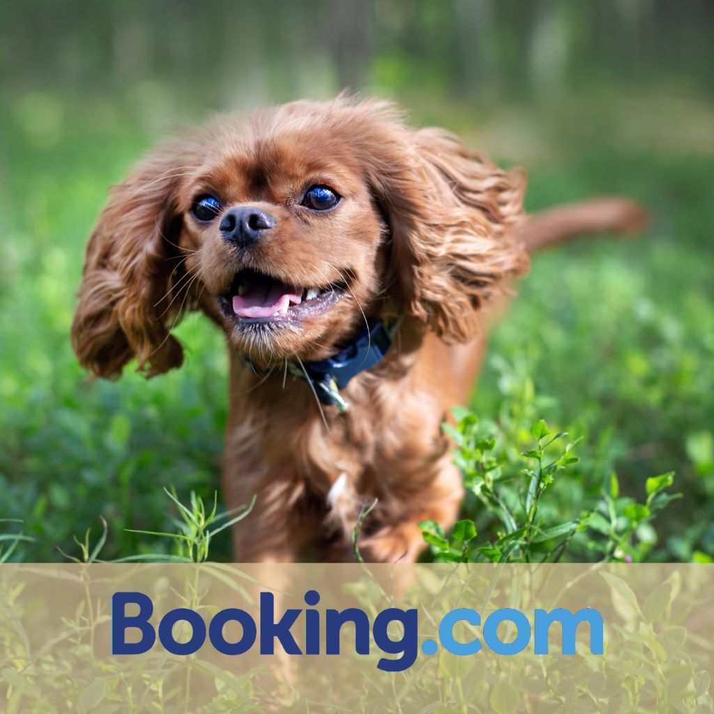 booking - hebergement animaux admis
