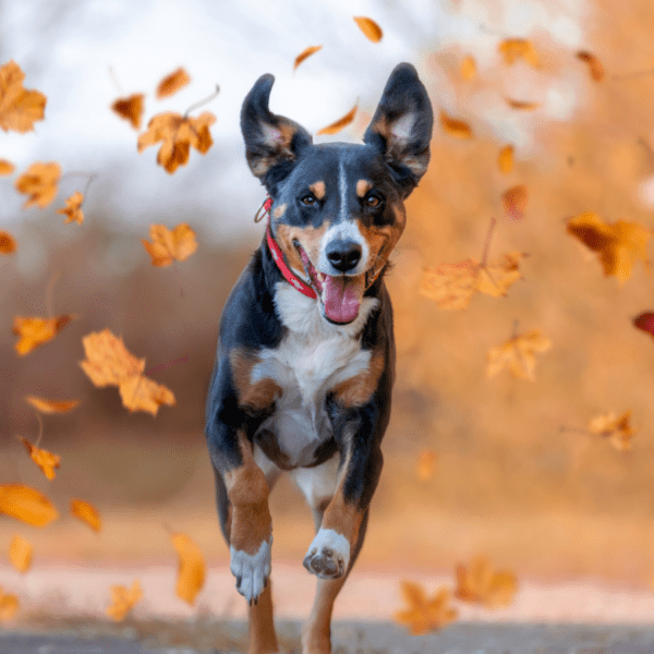 un chien bouvier d'appenzell coure à travers les feuilles d'automne pendant sa balade