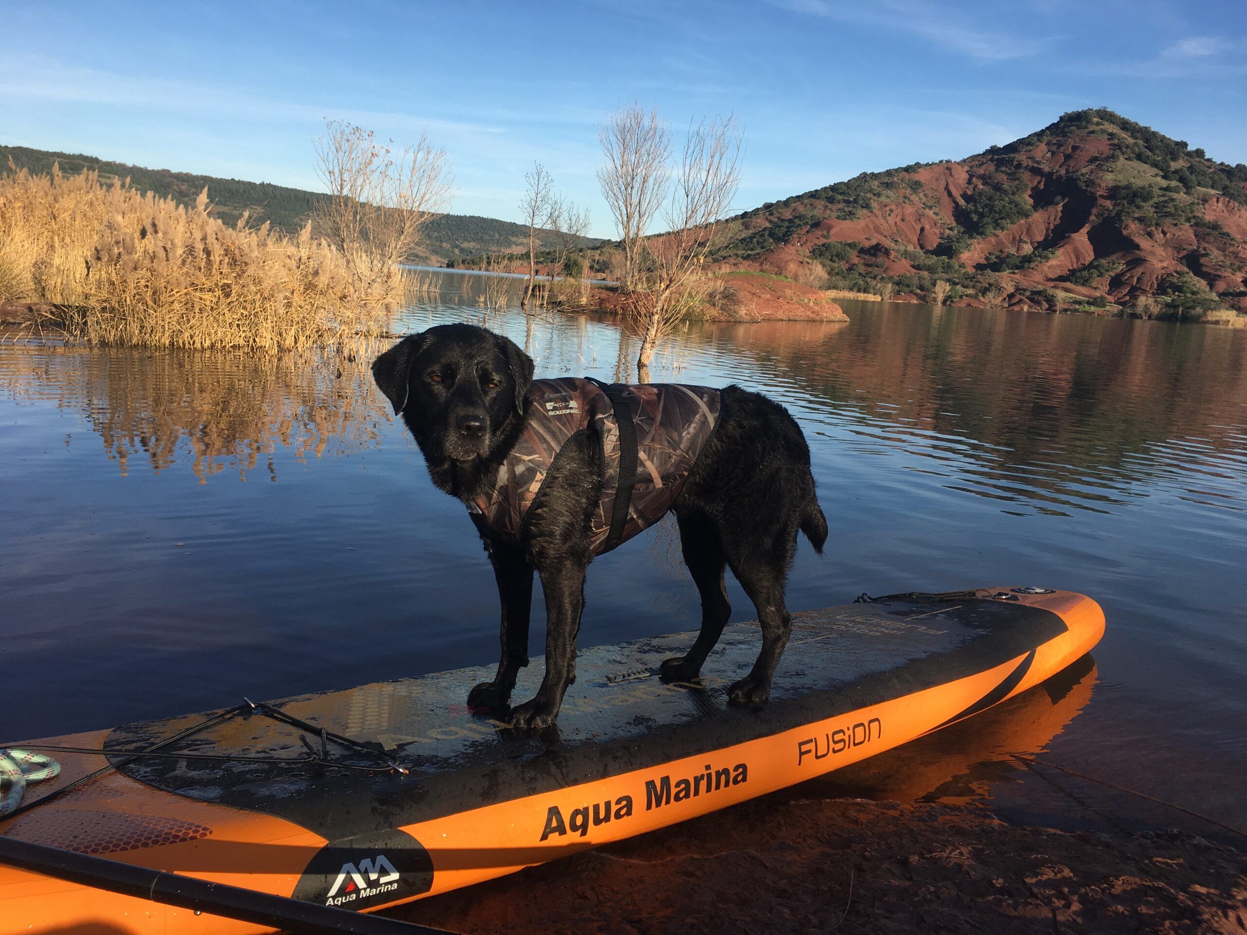 gilet sauvetage chien paddle